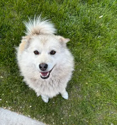 2 yr old Pomsky male, View more