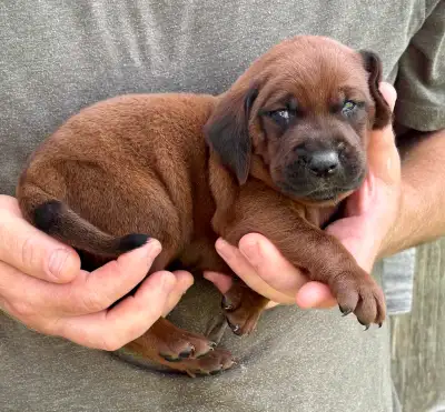 Purebred Registered Redbone Coonhound Puppies , View more
