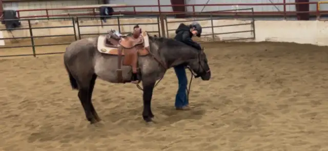 Horse Training Services in Equestrian & Livestock Accessories in Vanderhoof - Image 6
