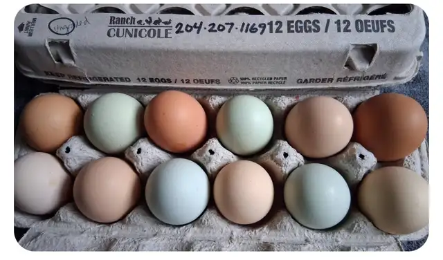 Layer Chicks & Chickens489072028088412162