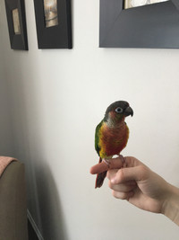 Green Cheek Conure and Huge Cage