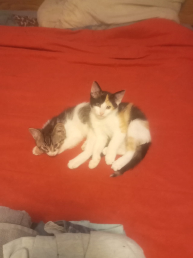 Baby kittens for sale Cats & Kittens for Rehoming Calgary Kijiji