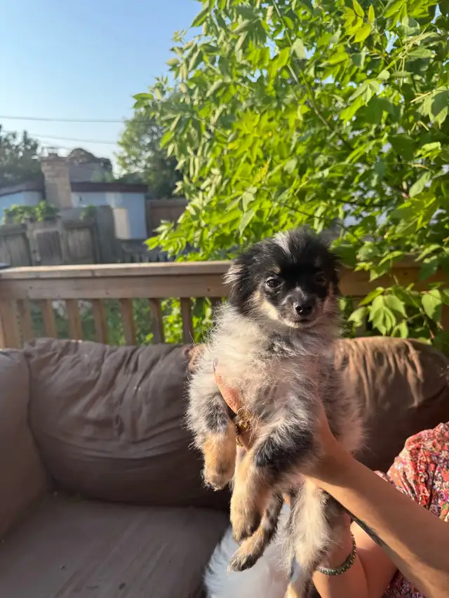 Mini Pomeranian for Sale in Dogs & Puppies for Rehoming in Hamilton - Image 4