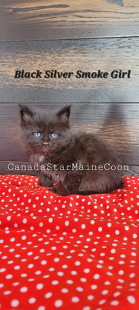 Purebred Maine coon kittens