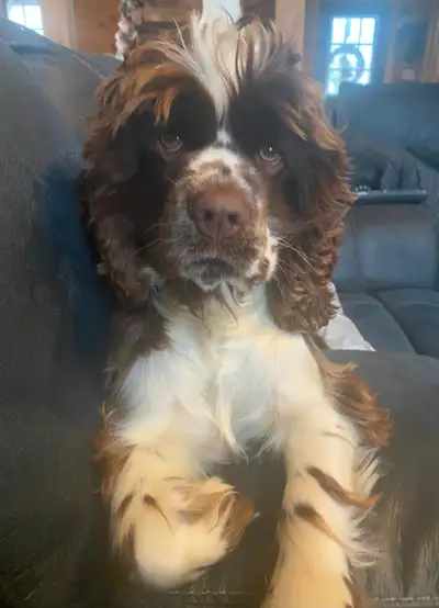 Cockalier Spaniel Puppies, View more