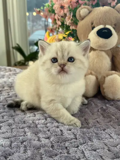 Super cute Scottish Fold Babies for sale! This beautiful babies are almost 1 month old and are so ad...