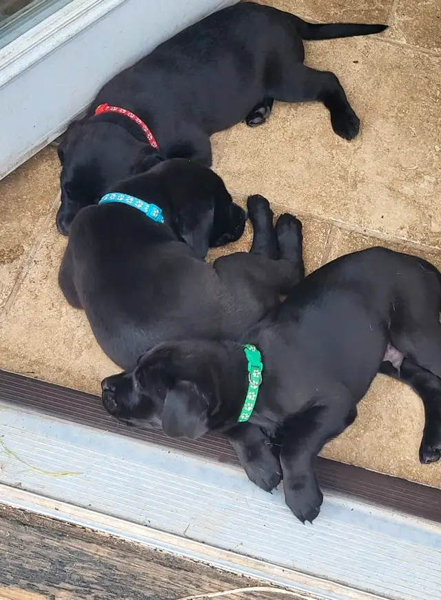 Looking for our Furever Home in Dogs & Puppies for Rehoming in Owen Sound - Image 8