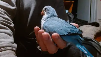 THIS BIRD IS RESERVED WITH DEPOSIT ON APRIL 16TH KEEP AN EYE OUT ON MY FACEBOOK AVIARY PAGE FOR MORE...