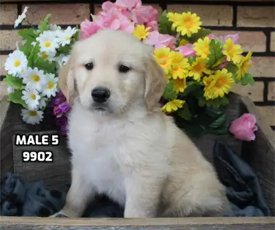 Purebred Golden Retrievers, View more