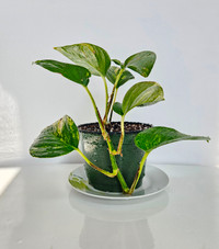Hawaiian Pothos plant
