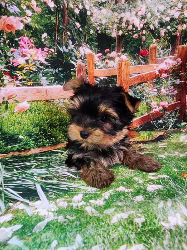 YORKSHIER TERRIER MALE PUPPY in Dogs & Puppies for Rehoming in Oshawa / Durham Region - Image 2