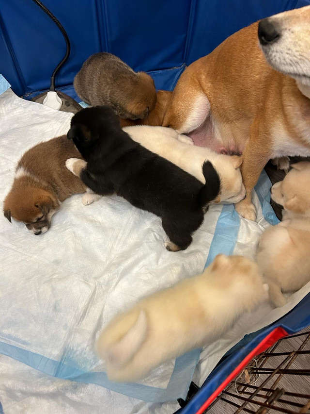 Shiba Inu puppies ! Ready to go June 23! in Dogs & Puppies for Rehoming in Oshawa / Durham Region