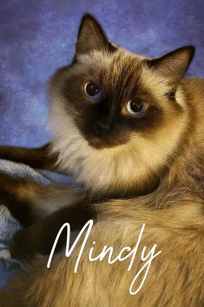 Chats pour adoptions responsables, View more