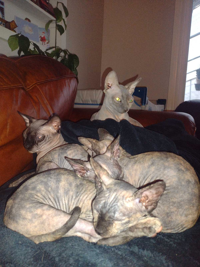 Sphinx kittens  dans Chats et chatons à adopter  à Owen Sound - Image 2