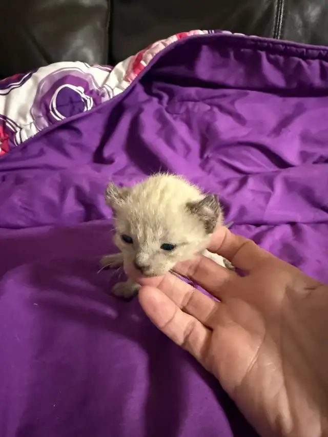 Chat Siamois in Cats & Kittens for Rehoming in Saint-Hyacinthe - Image 5