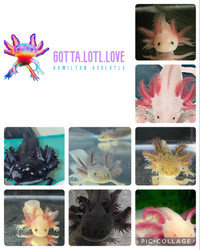 Axolotls- reputable and ethical breeder
