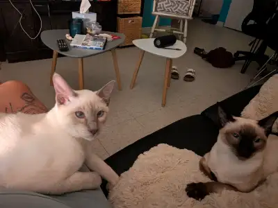 Chats a vendre, Voir plus
