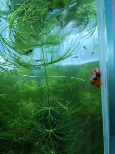 Ramshorn & Malaysian Trumpet Snails - Aquarium Cleaners, View more