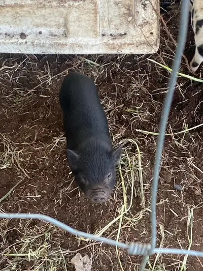 juliannaxpot belly piglets ready to go, View more