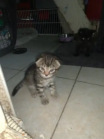 Scottish Fold kitten/ Chatton Ecosse plier, View more