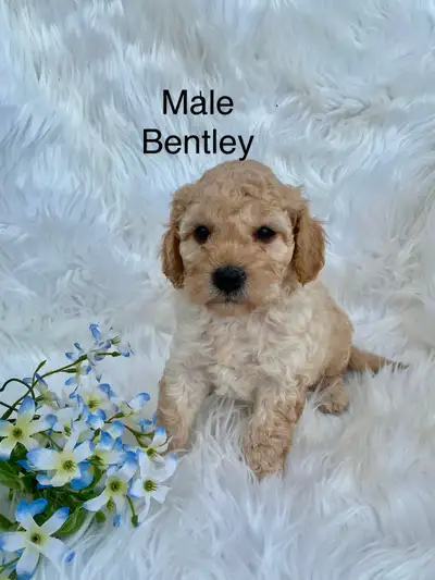 Adorable F1B Labradoodle Puppies, View more