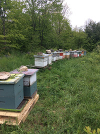 Honey bees Nucs, singles and DOUBLES! (Ready Now )