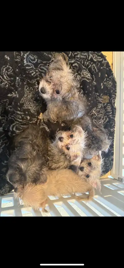 2 males and 1 female ready for their forever homes. Been vet checked including first vaccines, and d...