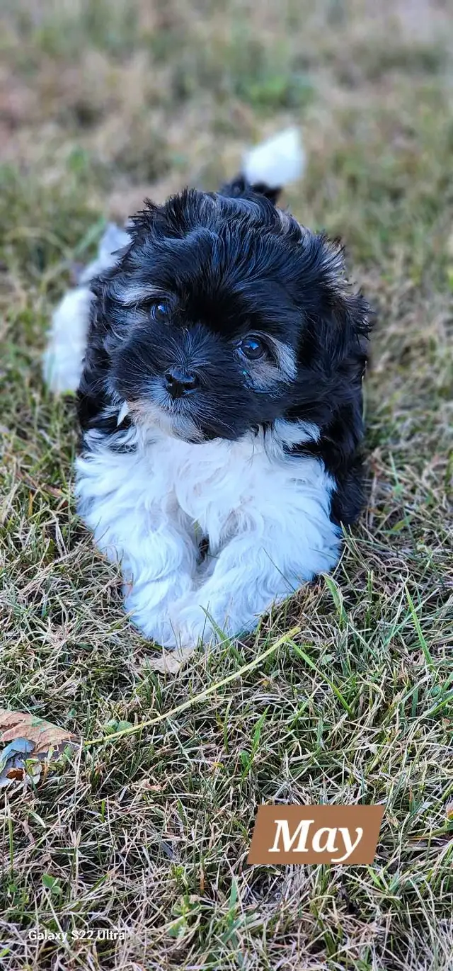 CKC registered Havanese puppies in Dogs & Puppies for Rehoming in St. Catharines - Image 9