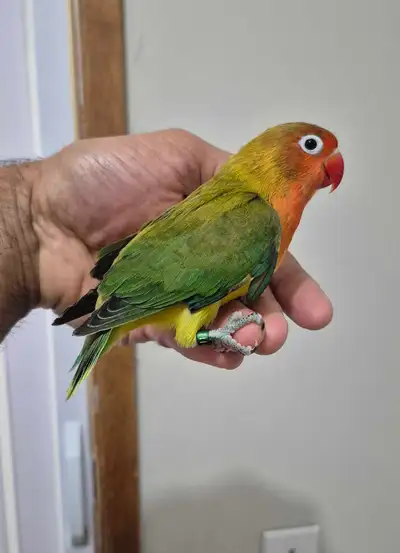 FEMALE euwing fischer lovebird available, View more