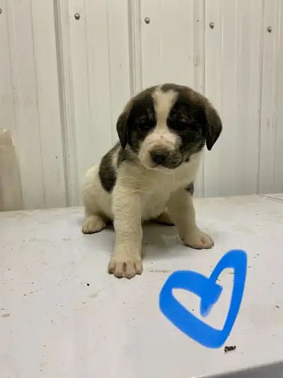 Puppies For Sale, View more