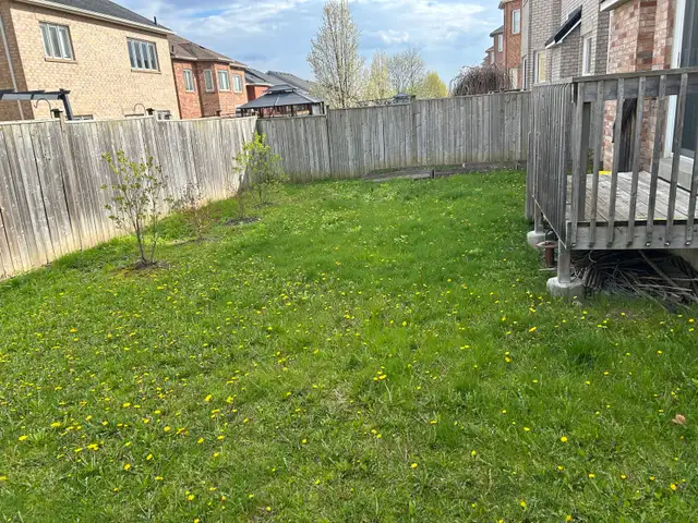 same day lawn service !  in Lawn, Tree Maintenance & Eavestrough in City of Toronto - Image 6