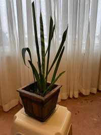 Very Healthy and Tall Indoor/ Outdoor Snake Plant With Planter 