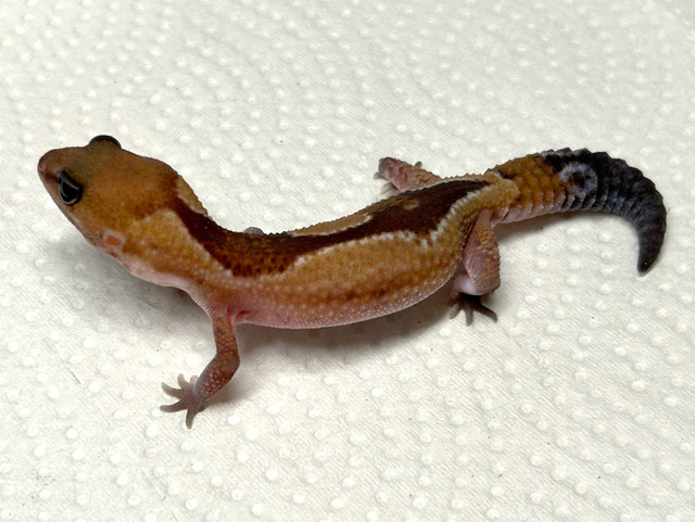 African Fat tailed Geckos in Reptiles & Amphibians for Rehoming in City of Halifax - Image 3