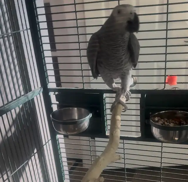 African Grey Parrot