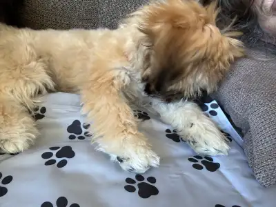 4 mth old Bichon/shihtzu, View more