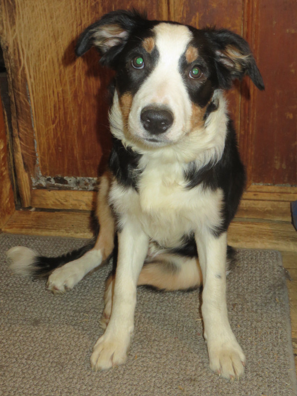 CBCA Registered BORDER COLLIES in Dogs & Puppies for Rehoming in Peterborough - Image 4