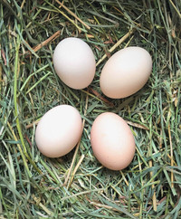 Canadian Bresse Hatching Eggs - king of chickens - organic fed