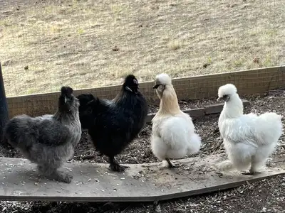 Silkies looking for a New Home, View more