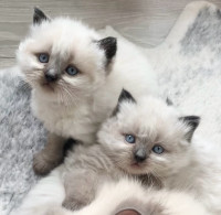 Himalayan Kittens! DELIVERED