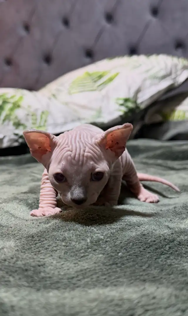 sphynx kittens in Cats & Kittens for Rehoming in Vernon - Image 7