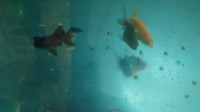 Beautiful Fantail Fancy Goldfish For Aquarium Fish Tank For Sale