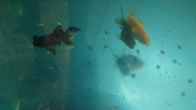 Beautiful Fantail Fancy Goldfish For Aquarium Fish Tank For Sale in Fish for Rehoming in Ottawa