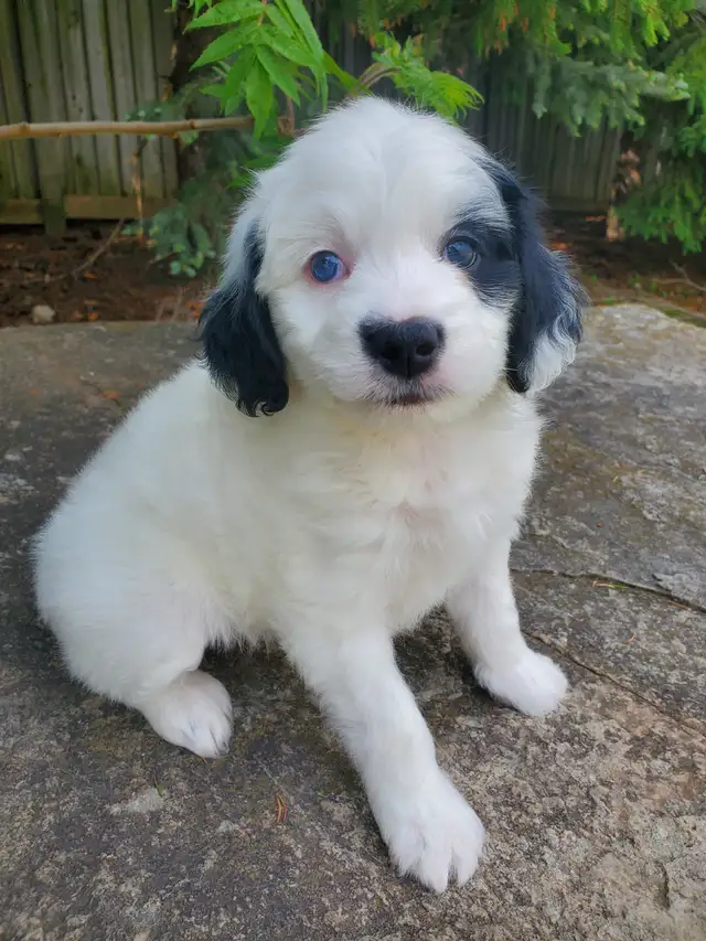 Miniature Bernedoodle in Dogs & Puppies for Rehoming in Oshawa / Durham Region - Image 6