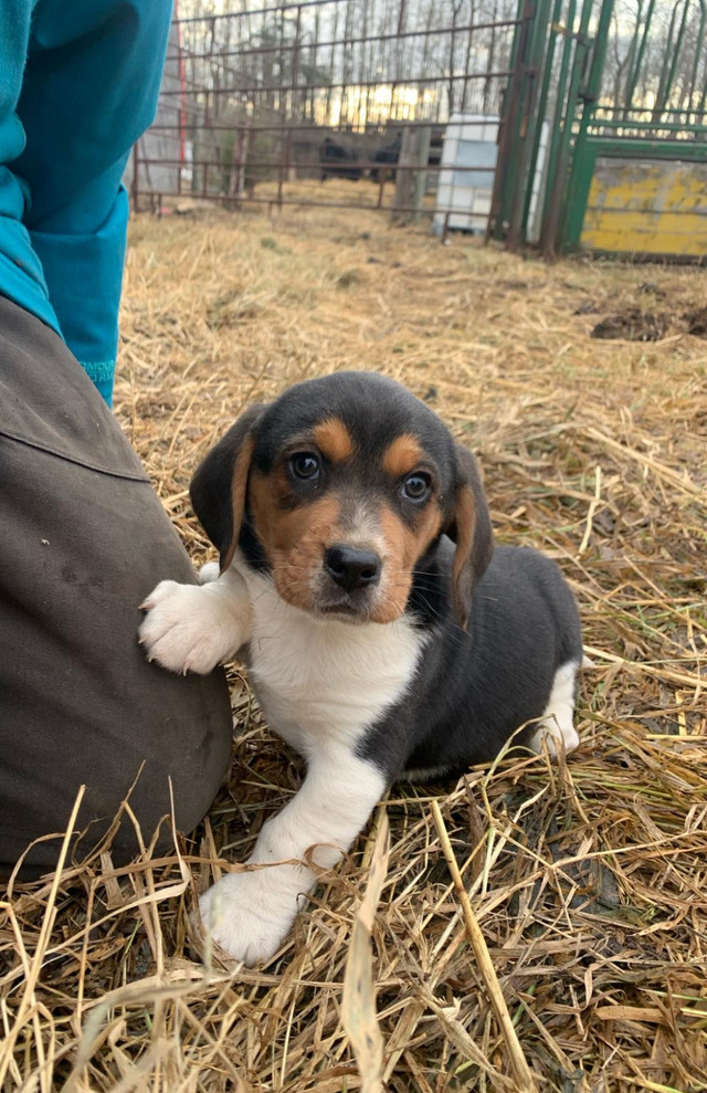 Ready to go! 4 STILL AVAILABLE purebred beagle puppies  for sale in Dogs & Puppies for Rehoming in Saskatoon - Image 3