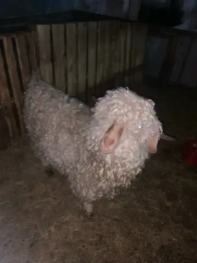 Mâle angora deux ans pas castre