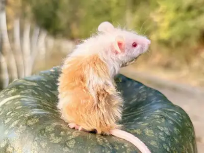 Fancy mice, View more