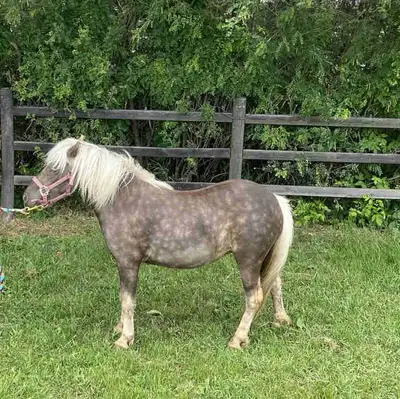 Three year old halter broke pony, View more
