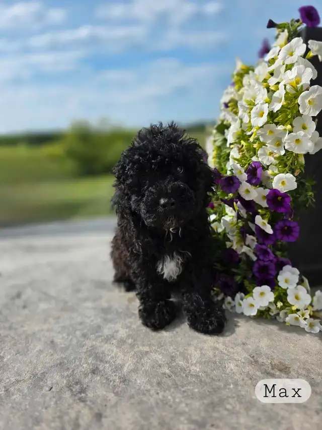 Poodle puppies in Dogs & Puppies for Rehoming in Winnipeg - Image 4