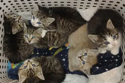 Kittens ready for a loving home , View more