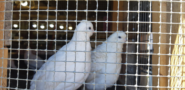 White bobwhite and Mexican Speckled in Livestock in Ottawa